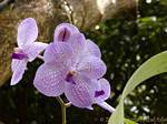 Gros plan sur orchidées violettes, Jardin botanique de Deshaies, Guadeloupe.