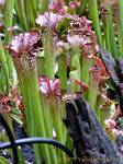 Plantes carnivores au jardin botanique de Deshaies, Guadeloupe.