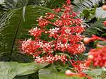 Fleurs en grappe sur fond de palmier, Jardin botanique Deshaies, Guadeloupe.