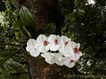 Branche d'orchidées blanches profitant d'un arbre, jardin de Deshaies, Guadeloupe.
