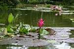 Bassin des nénuphars, Jardin botanique Deshaies, Guadeloupe.