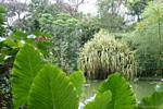 Etang aux nénuphars, paysage du parc botanique, Deshaies, Guadeloupe.