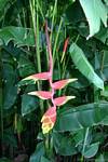 Héliconia, plante tropicale du jardin botanique, Deshaies, Guadeloupe.