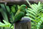 Loriquet vert (Trichoglossus chlorolepidotus), Jardin de Deshaies, Guadeloupe.