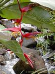 Fleurs de balisier au bord du torrent, jardin de Deshaies, Guadeloupe.