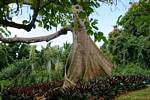 Tronc d'un fromager (Ceiba), Jardin de Deshaies, Guadeloupe.