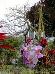 Orchidées dans le parc floral et animalier de Deshaies, Guadeloupe.