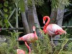 Flamants rouges des Caraibes (Phoenicopterus ruber), Jardin de Deshaies, Guadeloupe.