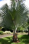 Jeune palmier Talipot (Corypha umbraculifera), Jardin de Deshaies, Guadeloupe.
