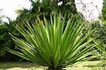 Yucca, famille des Agavaceae, Jardin de Deshaies, Guadeloupe.