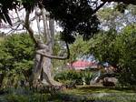 Arbre à kapok ou fromager, jardin botanique de Deshaies, Guadeloupe.