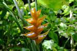 Héliconia caribaea jaune ou balisier des Caraibes, Guadeloupe, Guadeloupe.