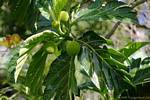 Fwiyapen, fruits de l'arbre à pain (Artocarpus altilis), Guadeloupe.