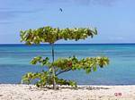 Raisinier et vol de pélican sur la plage, Anse du Souffleur, Port Louis, Guadeloupe.