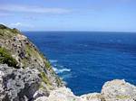 Grand-bleu sur la Pointe de la Grande Vigie, Guadeloupe.