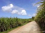 Entre deux champs de canne à sucre, Guadeloupe, Guadeloupe.
