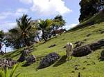 Troupeau sur un versant escarpé, paysage guadeloupéen, Guadeloupe.
