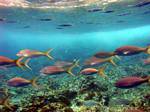 Banc de poissons colorés, plongée à Malendure, Îlet Pigeon, Guadeloupe.
