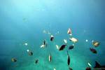 Poissons et lumière pénétrante, sous l'eau vers l'Îlet Pigeon, Guadeloupe.