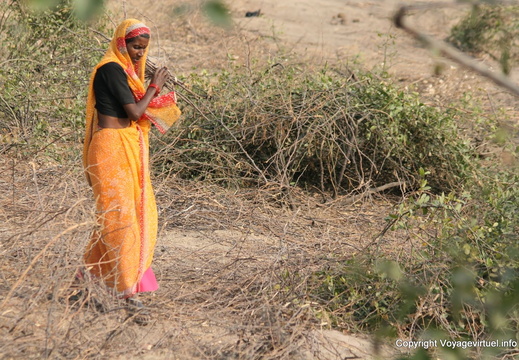 Ramassage du bois Bharatpur