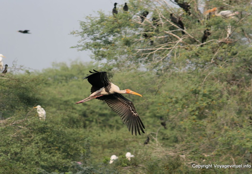 Vol de la cigogne épiscopale Keoladeo National Park