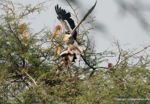 Scène amoureuse entre cigognes Bharatpur