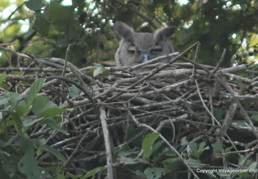 Hibou Bharatpur Keoladeo National Park
