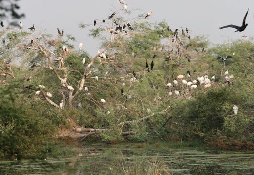 Cohabitation ornithologique Keoladeo Ghana National Park
