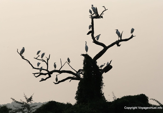 Contre jour sur arbre mort Bharatpur