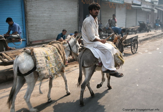 Anes de bât Delhi old city 85