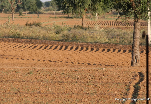Terre labourée Route Delhi Singhara 23
