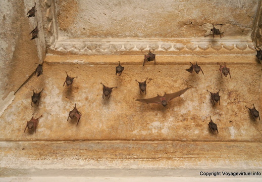 Jaisalmer Gadi Sagar tank chauve souris 12
