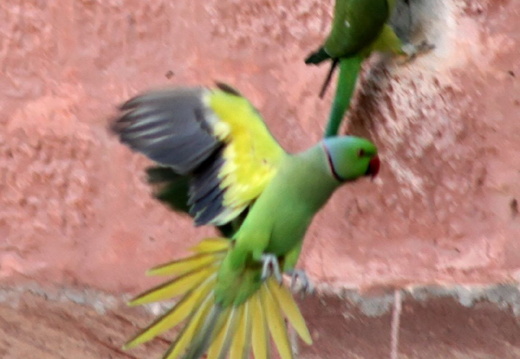 Ballet de perroquets Luni Chawna fort 5