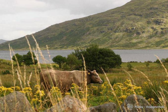 Vache dans la campagne, Connemara - Irlande