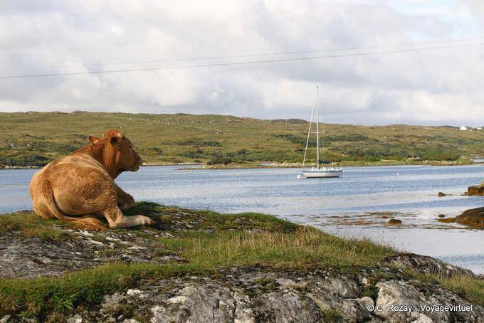 La vache regardant passer le bateau, Connemara - Irlande