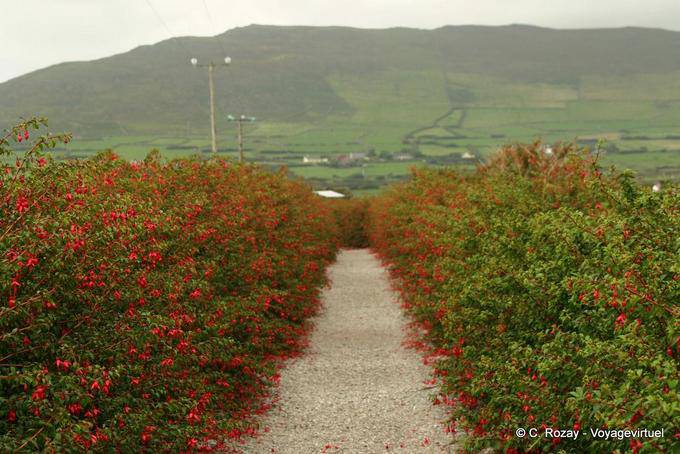 Allée de fuchsias sur le chemin de l'oratoire, Dingle - Irlande