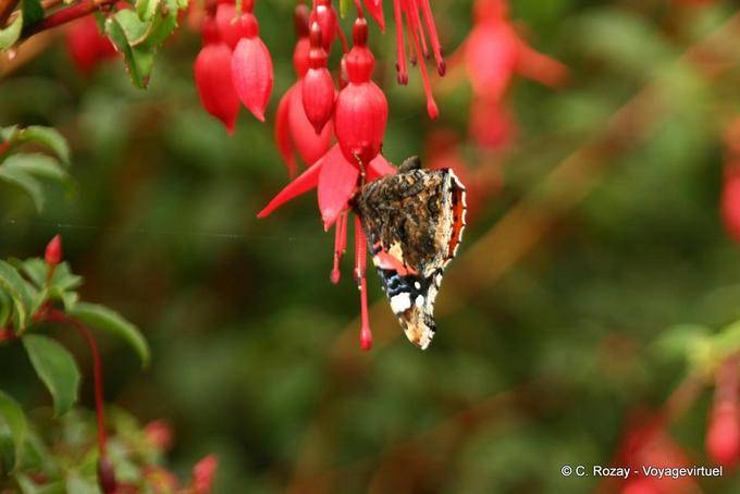 Papillon sur fleur de fuschia, Baile na nGall Dingle - Irlande