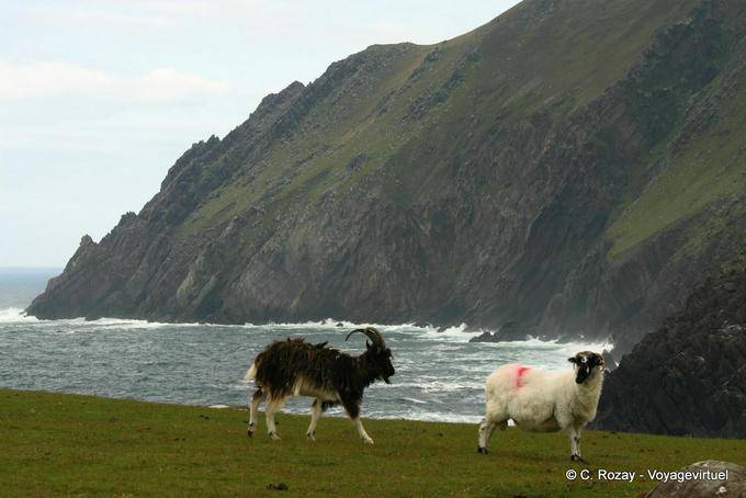 Bouc et mouton sur la falaise, Brandon Creek, Dingle - Irlande