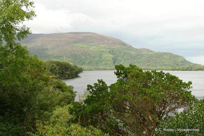 Végétation sur les rives du Lough Leane, Killarney National Park - Irlande