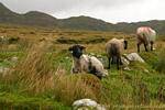 Moutons à tête noire, Achill Island, Irlande.