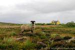 Le mouton aux cornes rouges, Achill Island, Irlande.
