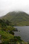 Pins parasols sur les rives du Doo Lough, R335 Sligo, Irlande.