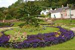 Parterre et araucaria dans le jardin victorien, Connemara Kylemore Abbey, Irlande.