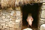 Big pig, cochon rose dans sa porcherie, Bunratty Folk Park, Irlande.