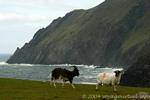 Bouc et mouton sur la falaise, Brandon Creek, Dingle, Irlande.