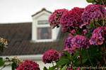 Hortensias rouge rose, Dingle, Irlande.