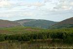 Forêt entourant le lac Luggala, Wicklow Monts, Irlande.