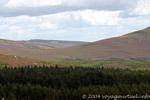 Landes et sapins, Wicklow Monts, Irlande.