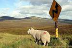 Le mouton et la pancarte, Wicklow, Irlande.