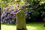 Stèle dans les hortensias devant la St Augustines's church, Derry, Irlande du Nord.